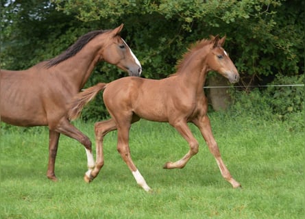 Westfalisk häst, Hingst, Föl (05/2024), fux