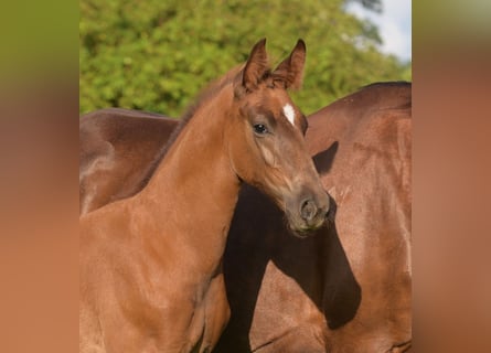 Westfalisk häst, Hingst, Föl (05/2024), fux