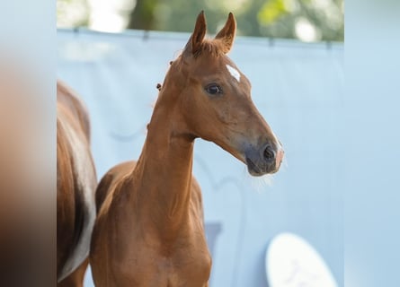 Westfalisk häst, Hingst, Föl (05/2024), fux