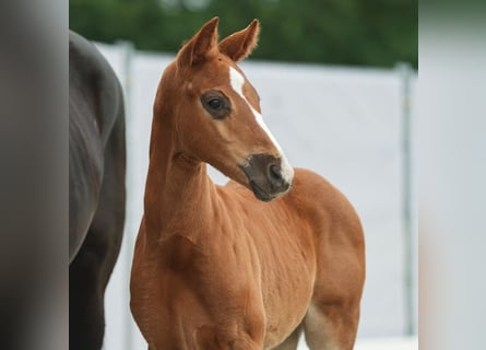 Westfalisk häst, Hingst, Föl (04/2024), Fux