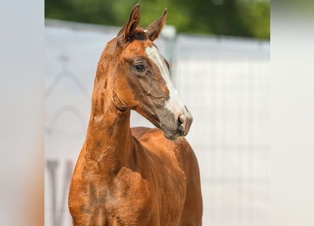 Westfalisk häst, Hingst, Föl (06/2024), Fux