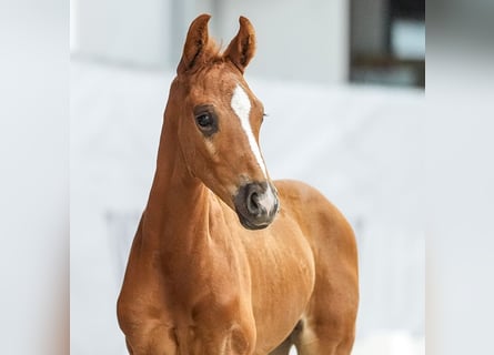 Westfalisk häst, Hingst, Föl (05/2024), Fux