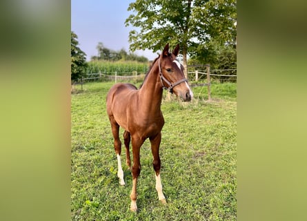 Westfalisk häst, Hingst, Föl (05/2024), Fux