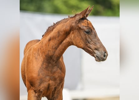 Westfalisk häst, Hingst, Föl (06/2024), Fux