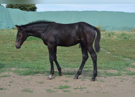 Westfalisk häst, Hingst, Föl (03/2024), Grå