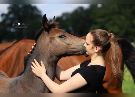 Westfalisk häst, Hingst, Föl (04/2024), Grå-mörk-brun