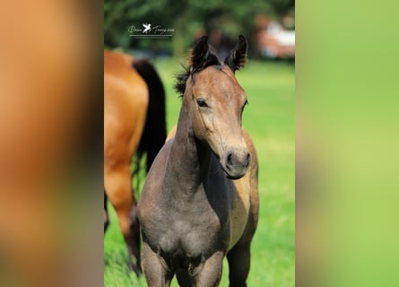 Westfalisk häst, Hingst, Föl (04/2024), Grå-mörk-brun