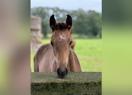 Westfalisk häst, Hingst, Föl (04/2024), Grå