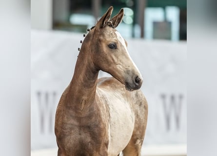 Westfalisk häst, Hingst, Föl (03/2024), Gulbrun
