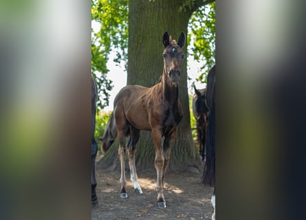 Westfalisk häst, Hingst, Föl (06/2024), Mörkbrun