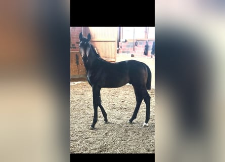 Westfalisk häst Blandning, Hingst, Föl (05/2024), Mörkbrun