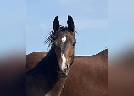 Westfalisk häst, Hingst, Föl (01/2024), Mörkbrun