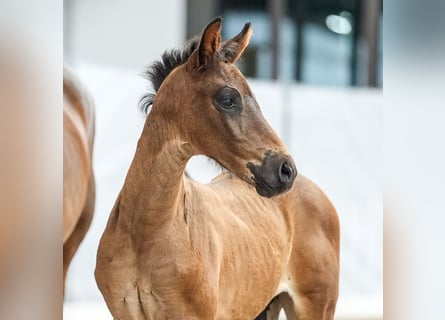 Westfalisk häst, Hingst, Föl (05/2024), Mörkbrun