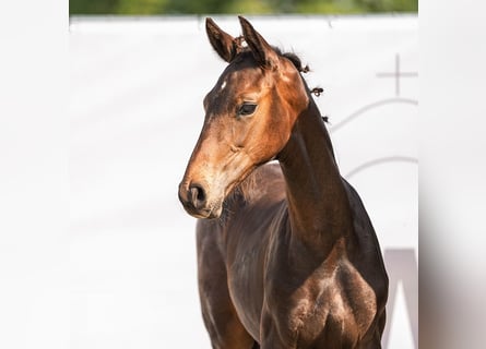 Westfalisk häst, Hingst, Föl (04/2024), Mörkbrun