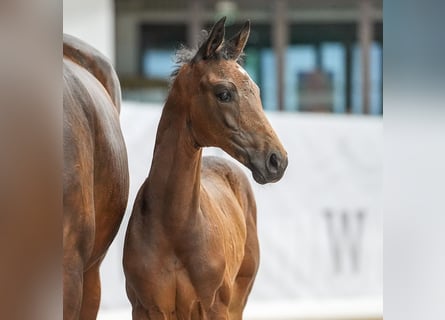 Westfalisk häst, Hingst, Föl (05/2024), Mörkbrun