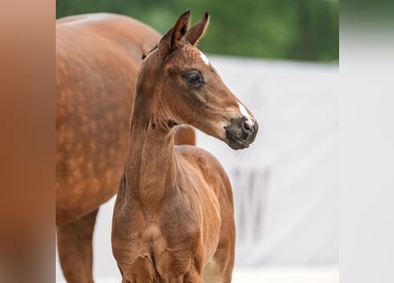 Westfalisk häst, Hingst, Föl (04/2024), Mörkbrun