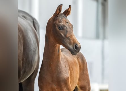 Westfalisk häst, Hingst, Föl (05/2024), Mörkbrun