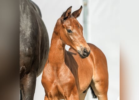 Westfalisk häst, Hingst, Föl (05/2024), Mörkbrun