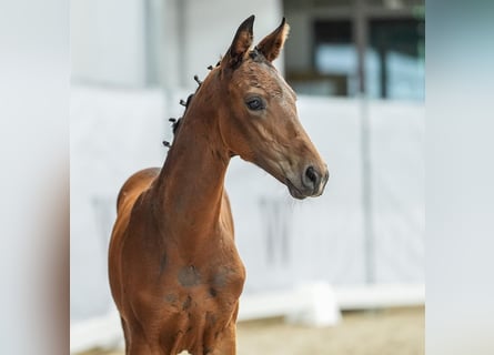 Westfalisk häst, Hingst, Föl (04/2024), Mörkbrun