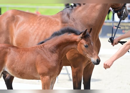 Westfalisk häst, Hingst, Föl (05/2024), Mörkbrun