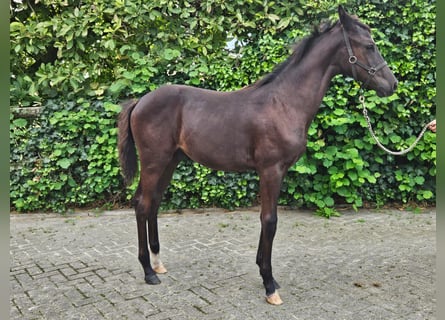 Westfalisk häst, Hingst, Föl (04/2024), Mörkbrun