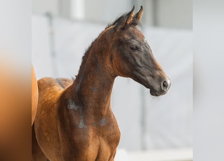 Westfalisk häst, Hingst, Föl (04/2024), Mörkbrun