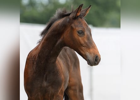 Westfalisk häst, Hingst, Föl (05/2024), Mörkbrun