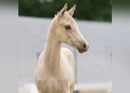 Westfalisk häst, Hingst, Föl (03/2024), Palomino