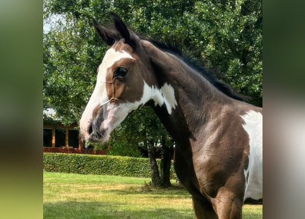 Westfalisk häst, Hingst, Föl (05/2024), Pinto