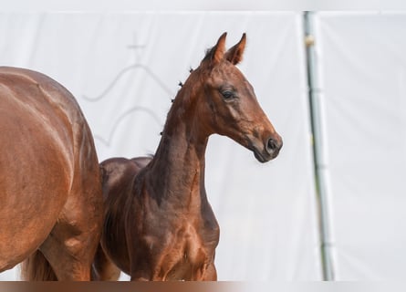 Westfalisk häst, Hingst, Föl (06/2024), Rökfärgad svart