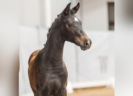 Westfalisk häst, Hingst, Föl (04/2024), Rökfärgad svart