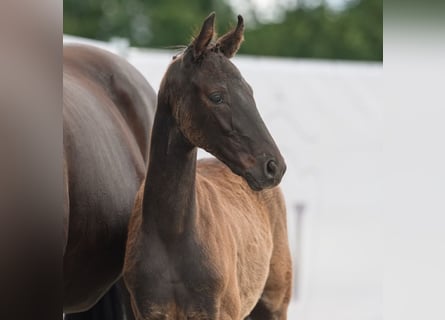 Westfalisk häst, Hingst, Föl (03/2024), Rökfärgad svart