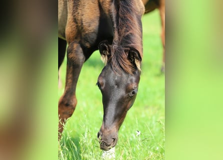 Westfalisk häst, Hingst, Föl (04/2024), Rökfärgad svart