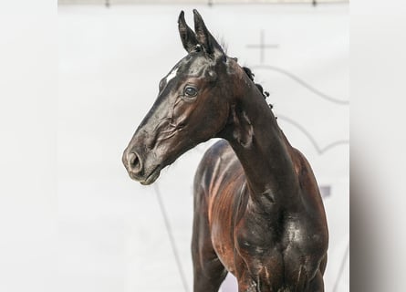 Westfalisk häst, Hingst, Föl (04/2024), Rökfärgad svart