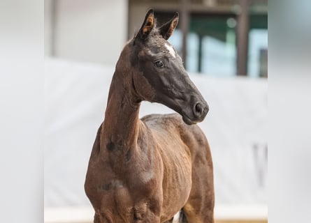 Westfalisk häst, Hingst, Föl (04/2024), Rökfärgad svart