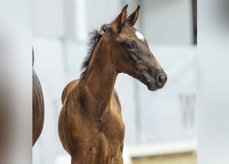 Westfalisk häst, Hingst, Föl (05/2024), Rökfärgad svart