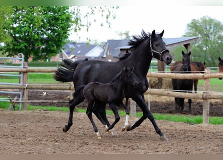 Westfalisk häst, Hingst, Föl (04/2024), Svart