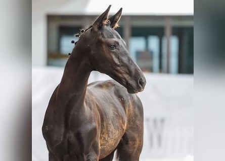 Westfalisk häst, Hingst, Föl (03/2024), Svart