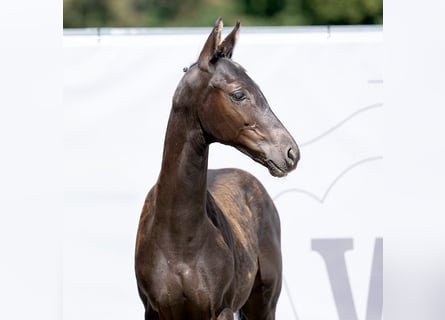 Westfalisk häst, Hingst, Föl (04/2023), Svart