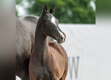 Westfalisk häst, Hingst, Föl (03/2024), Svart