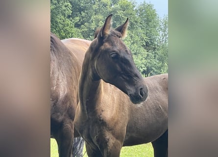 Westfalisk häst, Hingst, Föl (06/2024), Svart