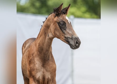 Westfalisk häst, Hingst, Föl (06/2024), Svart