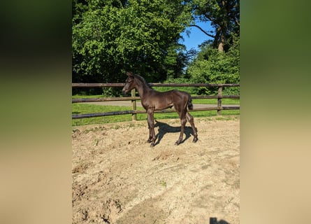 Westfalisk häst, Hingst, Föl (04/2024), Svart