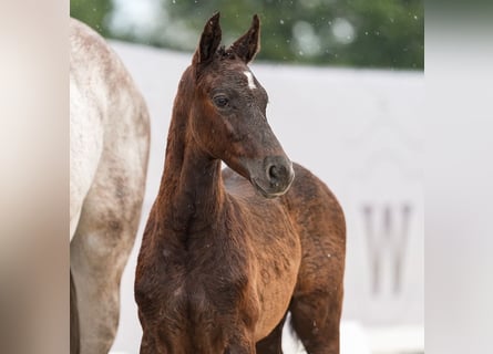 Westfalisk häst, Hingst, Föl (04/2024), Svart