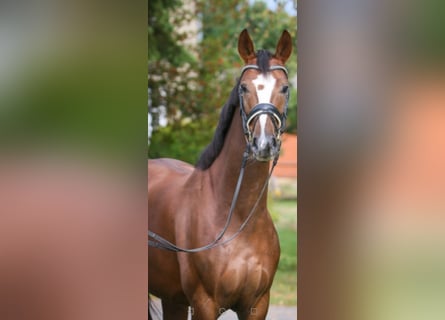 Westfalisk häst, Sto, 10 år, 163 cm