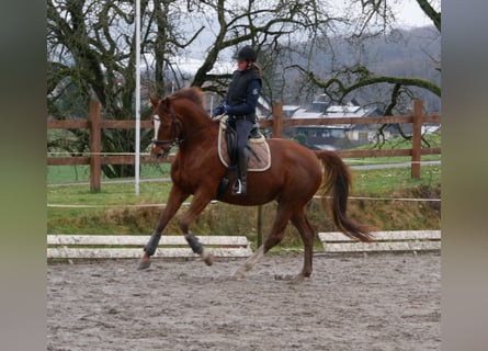 Westfalisk häst, Sto, 11 år, 168 cm, Fux