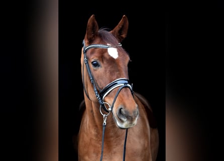Westfalisk häst, Sto, 13 år, 165 cm, fux