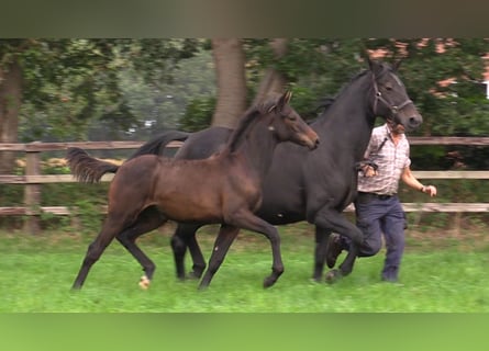 Westfalisk häst, Sto, 13 år, 171 cm, Mörkbrun