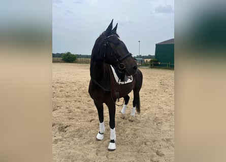 Westfalisk häst, Sto, 16 år, 172 cm, Rökfärgad svart