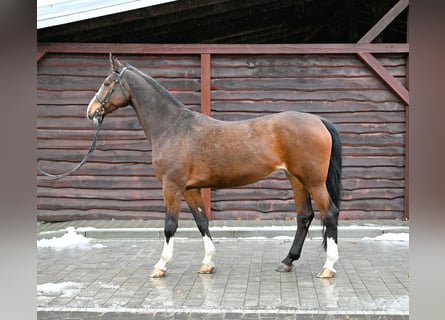 Westfalisk häst, Sto, 16 år, Brun